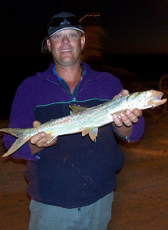 Giant herring Giant herring